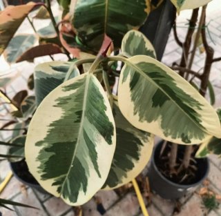 Talea Ficus Tineke Grande