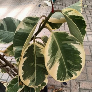 Talea Ficus Tineke Grande