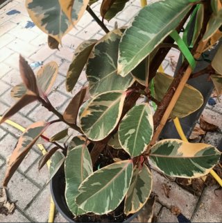Talea Ficus Tineke Grande