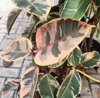 Talea Ficus Tineke Grande