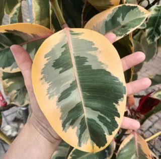 Talea Ficus Tineke Grande