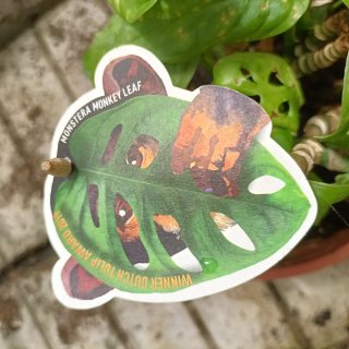 Talea Monstera Monkey Leaf