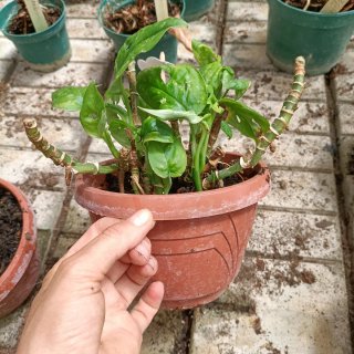 Talea Monstera Monkey Leaf