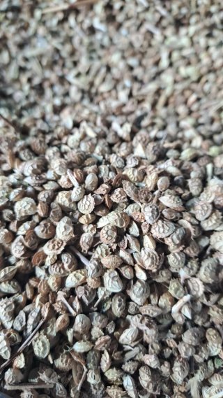 Semillas de esparceta para cultivo (pipirigallo)
