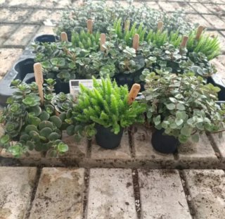 Rhipsalis Colletti Cactus