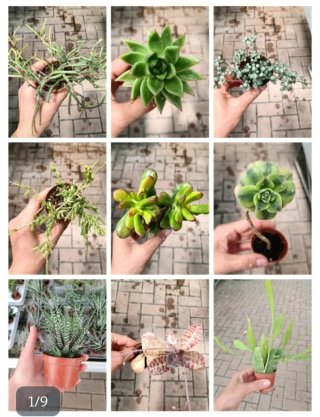 Rhipsalis Colletti Cactus