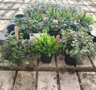Callisia Repens Mini Piantina