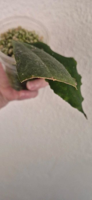 Undulata