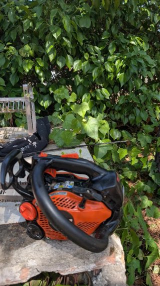 Motosierra echo 2511 poda en altura carving