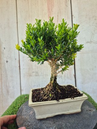 Bonsái Buxus Harlandii 502