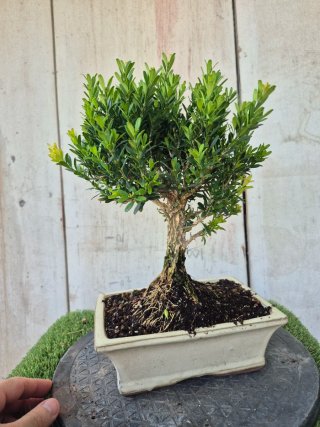 Bonsái Buxus Harlandii 502