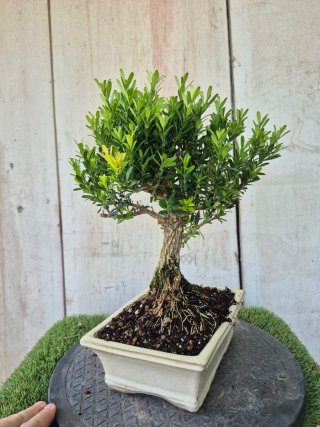 Bonsái Buxus Harlandii 502