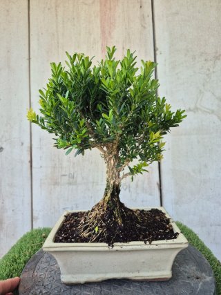 Bonsái Buxus Harlandii 502