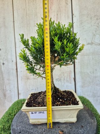 Bonsái Buxus Harlandii 502