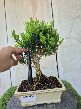 Bonsái Buxus Harlandii 502