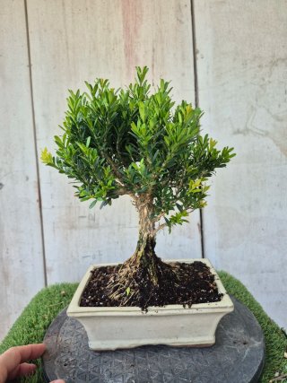Bonsái Buxus Harlandii 502