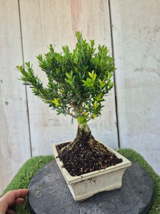 Bonsái Buxus Harlandii 502