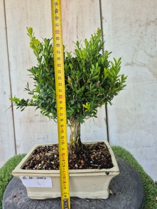 Bonsái Buxus Harlandii 503