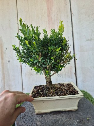 Bonsái Buxus Harlandii 503