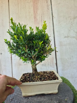 Bonsái Buxus Harlandii 503