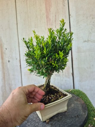 Bonsái Buxus Harlandii 503