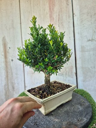 Bonsái Buxus Harlandii 503
