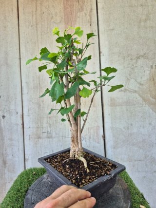 Prebonsai Ginkgo Biloba 701