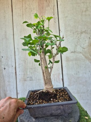 Prebonsai Ginkgo Biloba 701