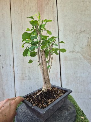 Prebonsai Ginkgo Biloba 701
