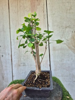 Prebonsai Ginkgo Biloba 701