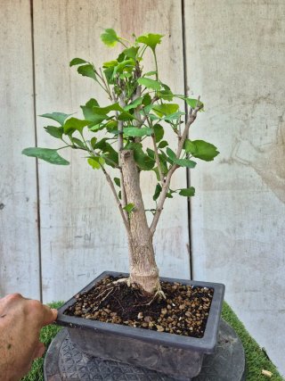 Prebonsai Ginkgo Biloba 701