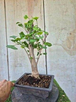 Prebonsai Ginkgo Biloba 701