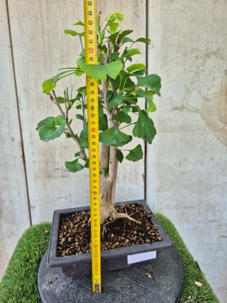 Prebonsai Ginkgo Biloba 701