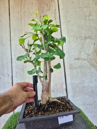 Prebonsai Ginkgo Biloba 701