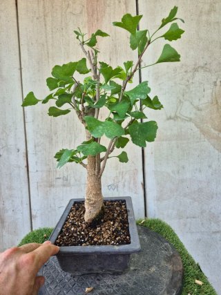 Prebonsai Ginkgo Biloba 702
