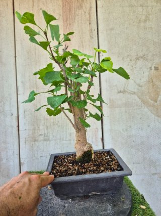 Prebonsai Ginkgo Biloba 702
