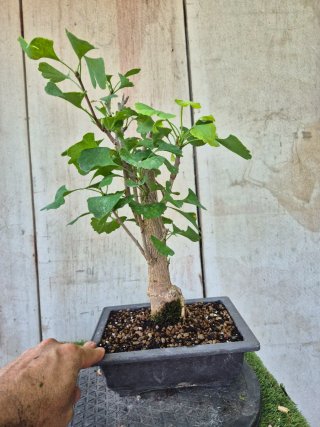 Prebonsai Ginkgo Biloba 702
