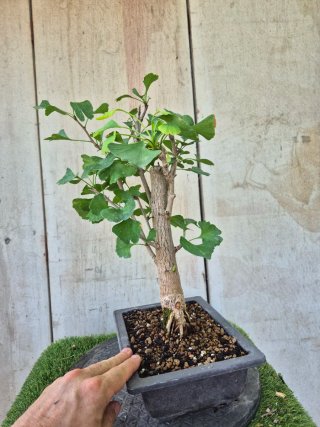 Prebonsai Ginkgo Biloba 702