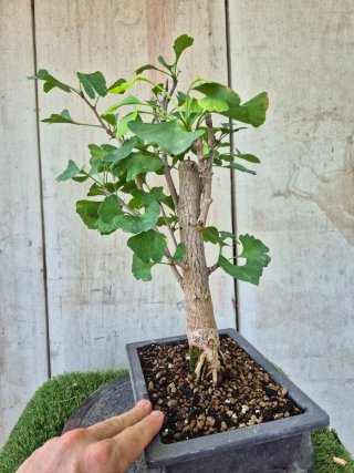 Prebonsai Ginkgo Biloba 702