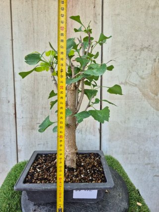 Prebonsai Ginkgo Biloba 702