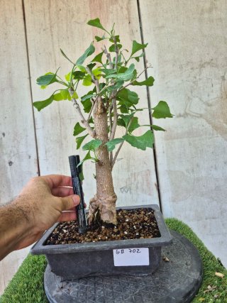 Prebonsai Ginkgo Biloba 702