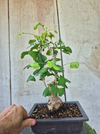 Prebonsai Ginkgo Biloba 703
