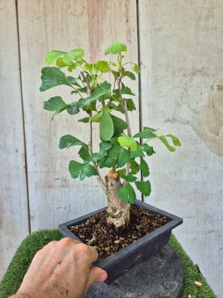 Prebonsai Ginkgo Biloba 703