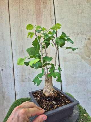 Prebonsai Ginkgo Biloba 703