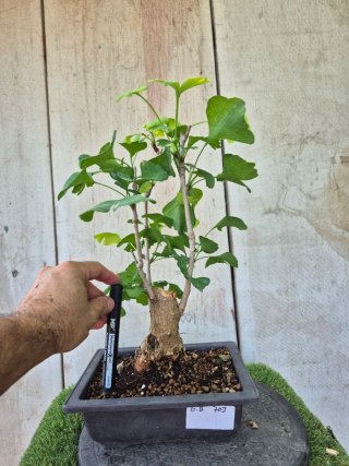 Prebonsai Ginkgo Biloba 703