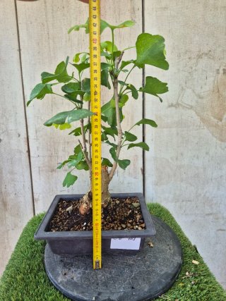 Prebonsai Ginkgo Biloba 703