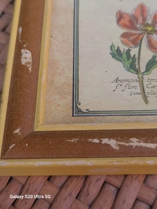 Cuadro Vintage Lámina Botánica Flores