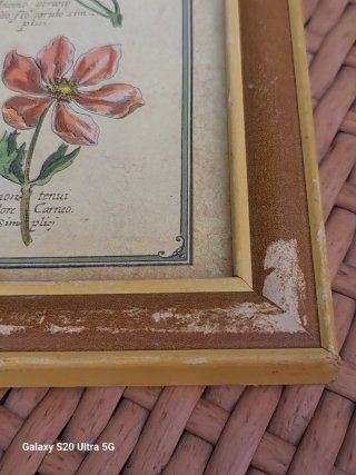Cuadro Vintage Lámina Botánica Flores