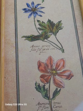 Cuadro Vintage Lámina Botánica Flores