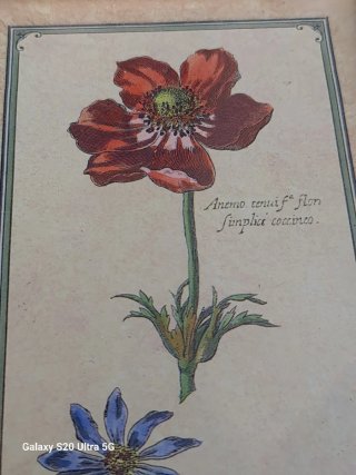 Cuadro Vintage Lámina Botánica Flores